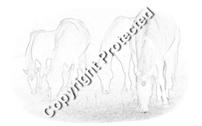 00868 Beautiful Grazing Horses 1280x800 Wallpaper1